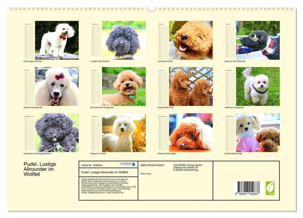 Pudel. Lustige Allrounder im Wollfell (CALVENDO Premium Wandkalender 2026)