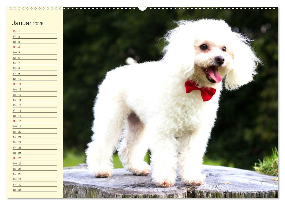 Pudel. Lustige Allrounder im Wollfell (CALVENDO Premium Wandkalender 2026)
