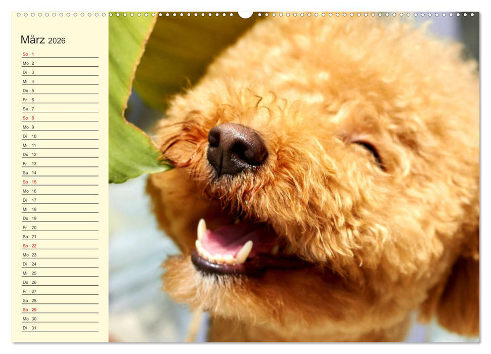 Pudel. Lustige Allrounder im Wollfell (CALVENDO Premium Wandkalender 2026)