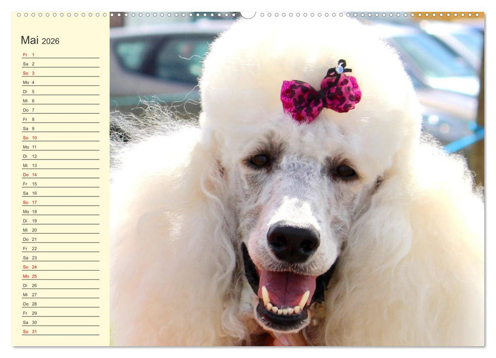 Pudel. Lustige Allrounder im Wollfell (CALVENDO Premium Wandkalender 2026)