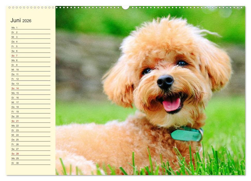 Pudel. Lustige Allrounder im Wollfell (CALVENDO Premium Wandkalender 2026)
