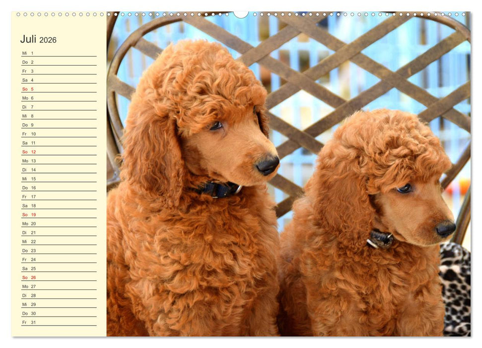 Pudel. Lustige Allrounder im Wollfell (CALVENDO Premium Wandkalender 2026)