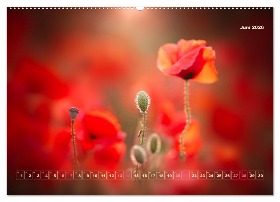 Magische Natur in NRW 2026 (CALVENDO Premium Wandkalender 2026)