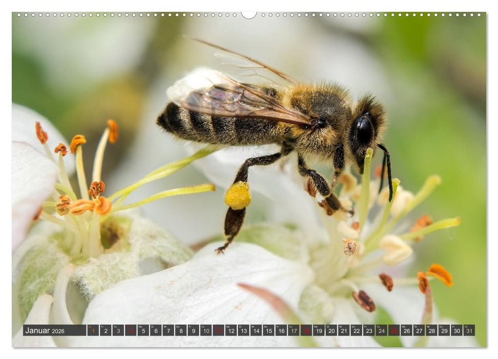 Sehe die Bienen (CALVENDO Premium Wandkalender 2026)