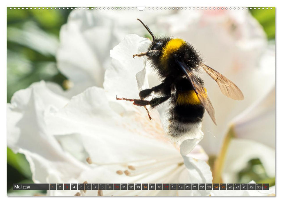 Sehe die Bienen (CALVENDO Premium Wandkalender 2026)