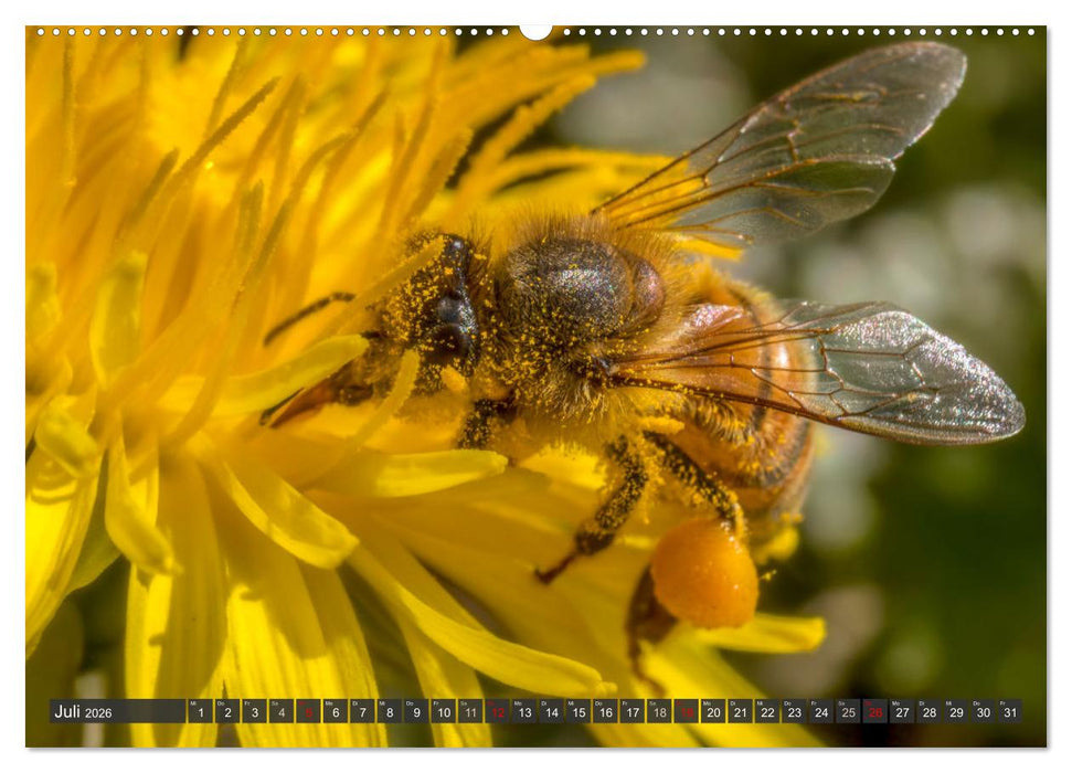 Sehe die Bienen (CALVENDO Premium Wandkalender 2026)