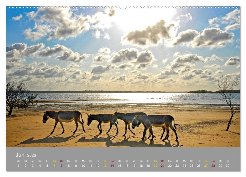 Lamu - Geheimtipp in Kenia (CALVENDO Premium Wandkalender 2026)
