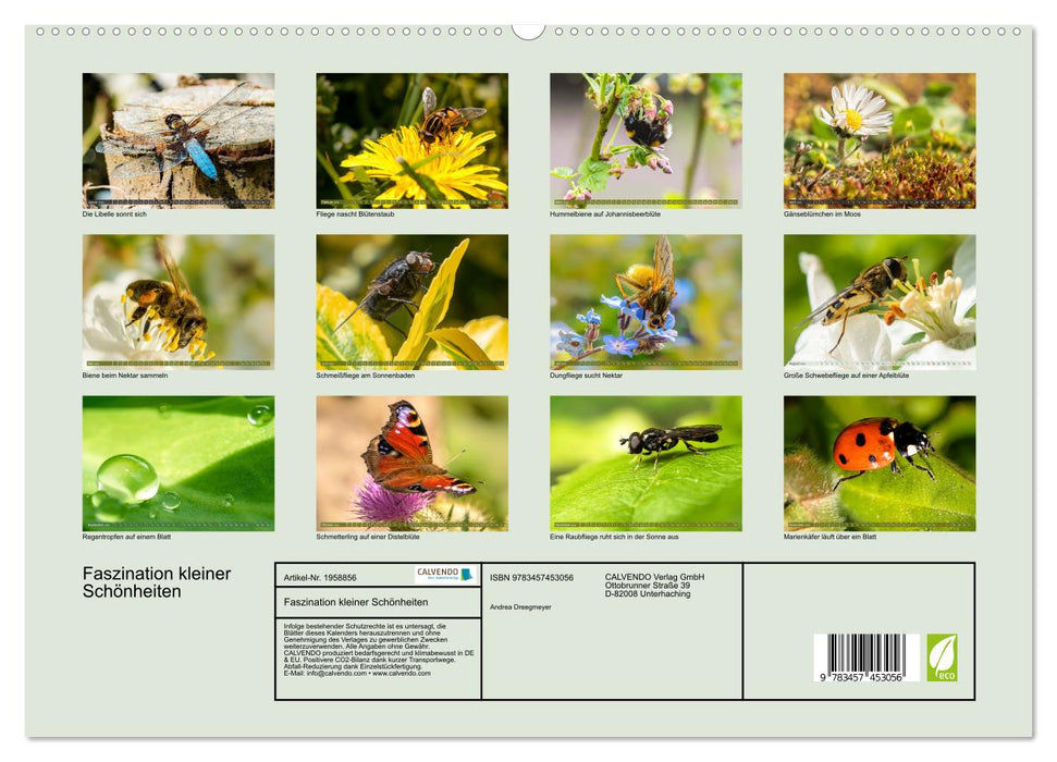 Faszination kleiner Schönheiten (CALVENDO Premium Wandkalender 2026)
