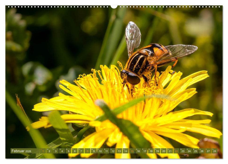 Faszination kleiner Schönheiten (CALVENDO Premium Wandkalender 2026)
