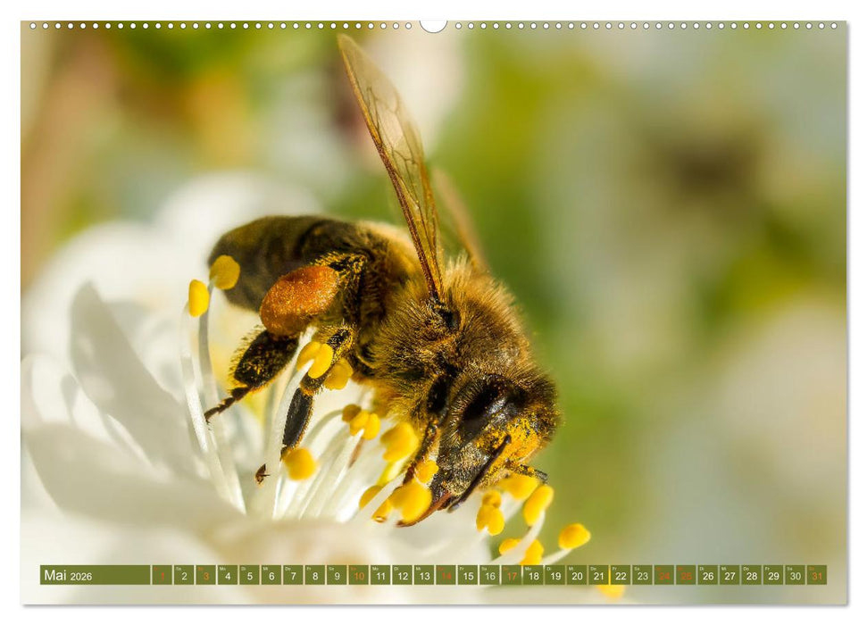 Faszination kleiner Schönheiten (CALVENDO Premium Wandkalender 2026)