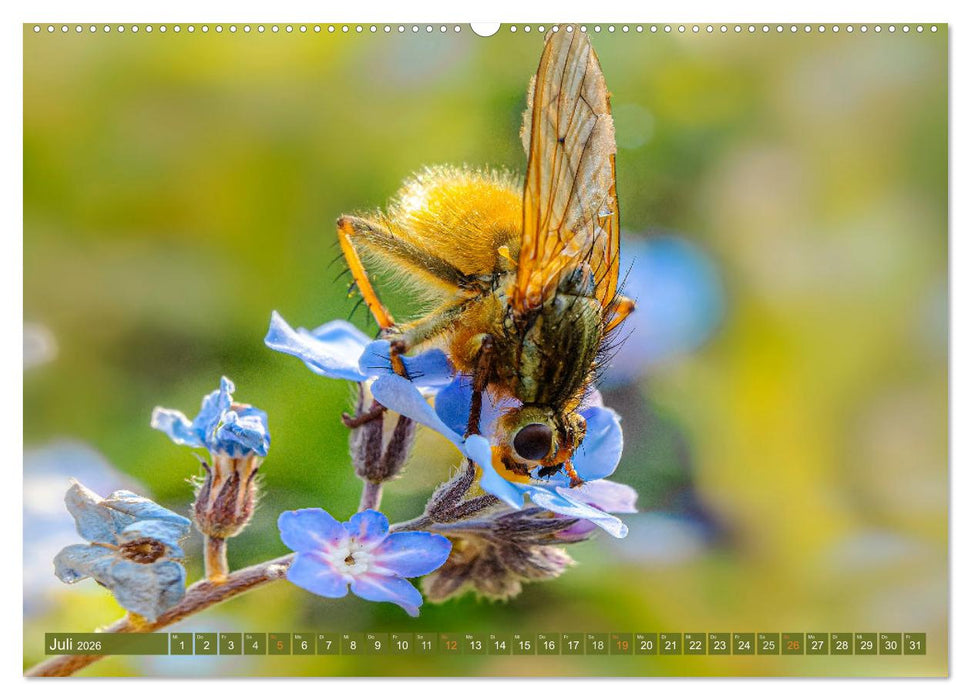 Faszination kleiner Schönheiten (CALVENDO Premium Wandkalender 2026)
