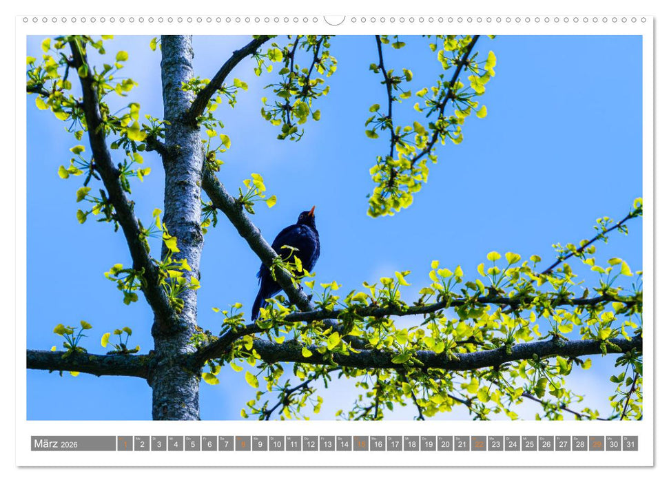 Mit Ginkgo biloba durch das Jahr (CALVENDO Premium Wandkalender 2026)