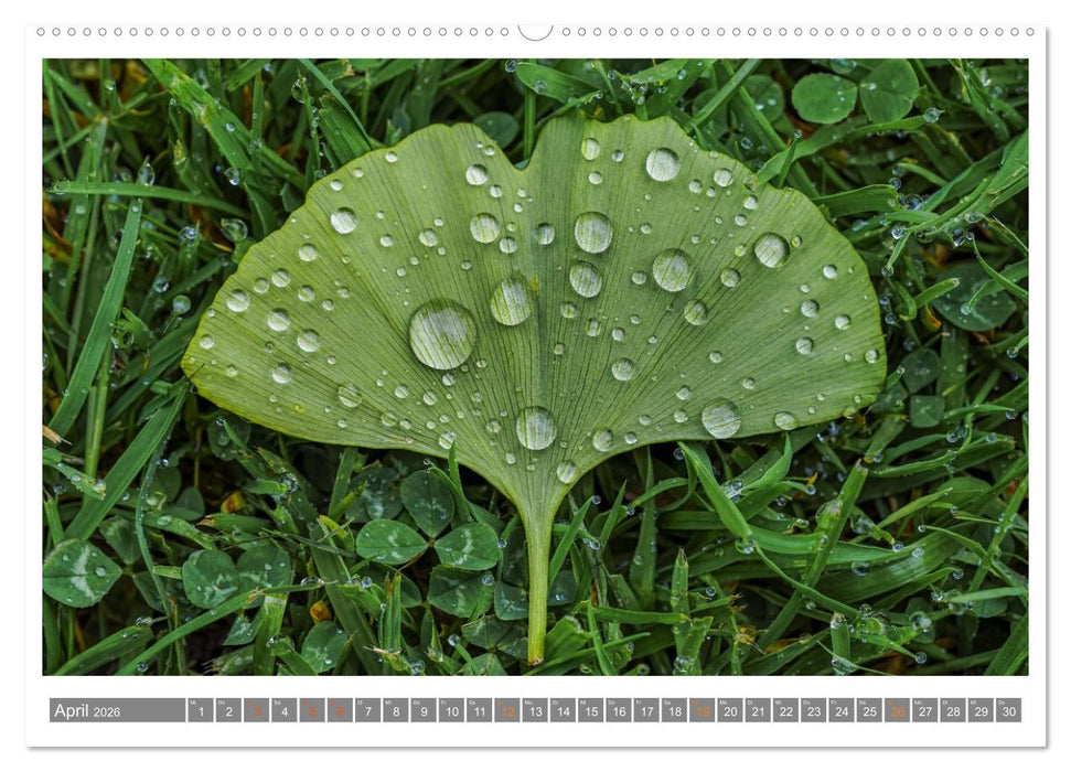 Mit Ginkgo biloba durch das Jahr (CALVENDO Premium Wandkalender 2026)