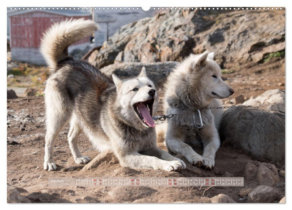 Tasiilaq - Ein kurzer Sommer in Ostgrönland (CALVENDO Premium Wandkalender 2026)