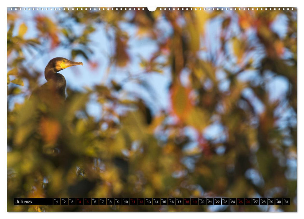 Der Kormoran - Ein intelligenter Fischjäger (CALVENDO Premium Wandkalender 2026)