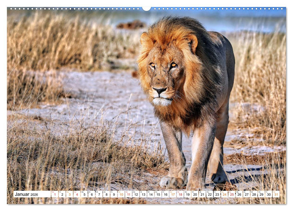 AUF BEUTEZUG (CALVENDO Premium Wandkalender 2026)