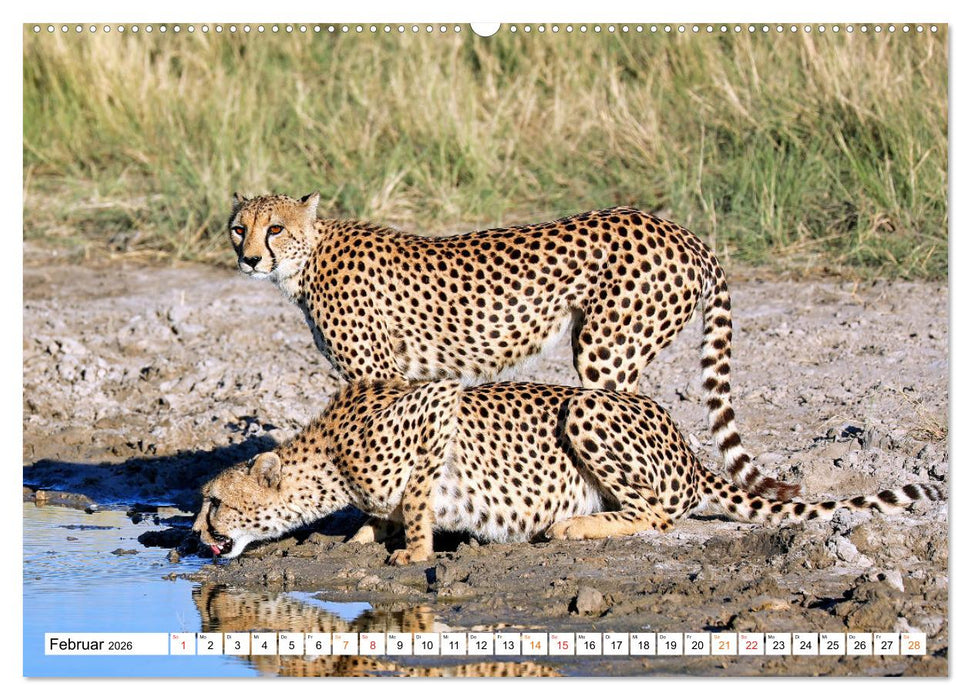 AUF BEUTEZUG (CALVENDO Premium Wandkalender 2026)