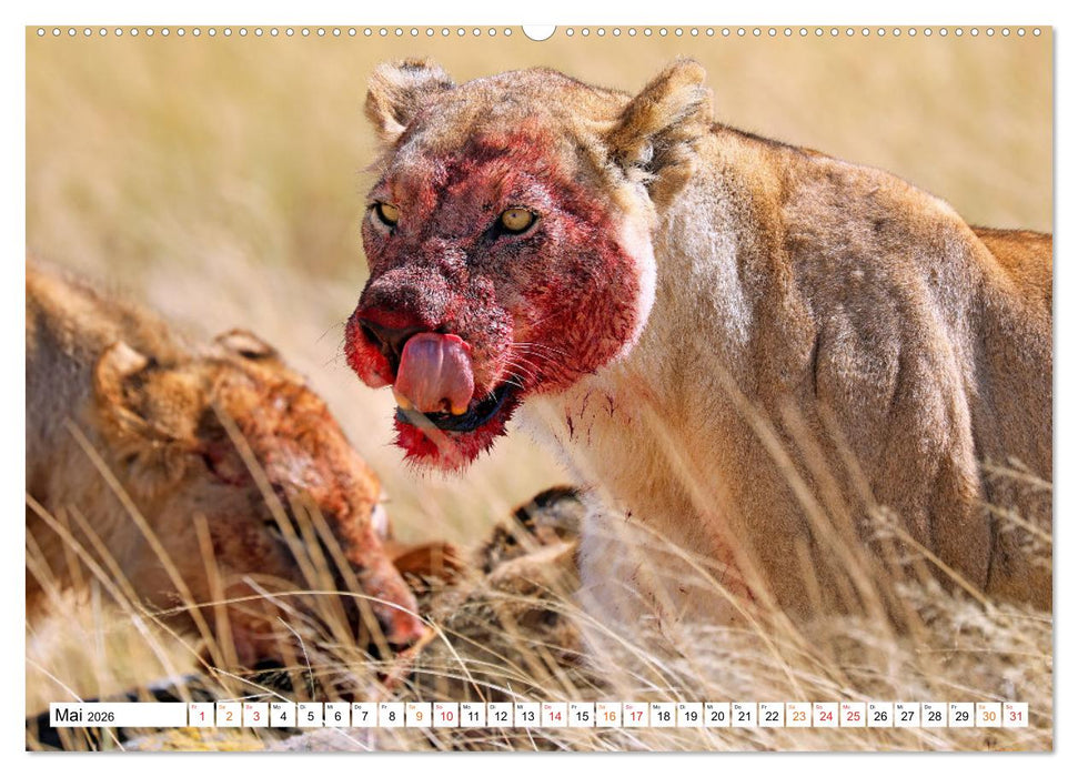 AUF BEUTEZUG (CALVENDO Premium Wandkalender 2026)