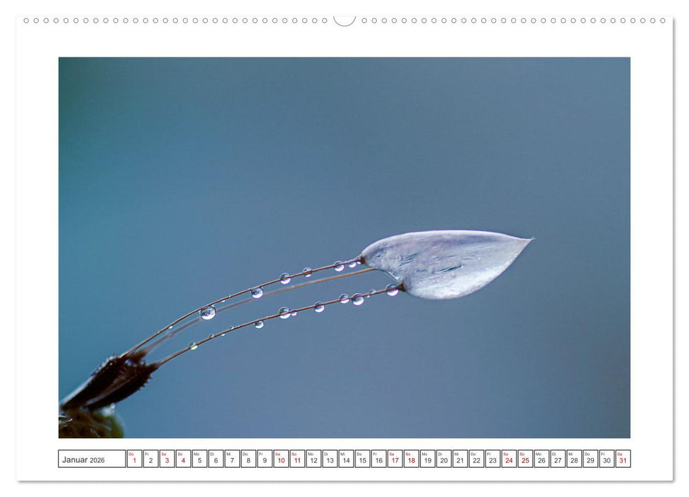 Zauberhafte Pusteblumen (CALVENDO Premium Wandkalender 2026)