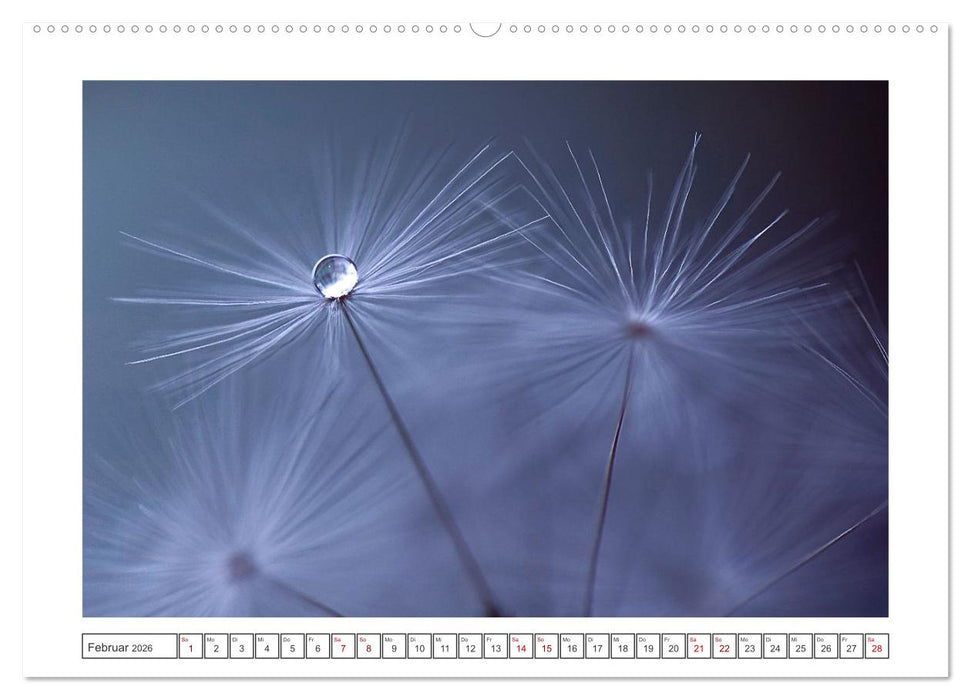 Zauberhafte Pusteblumen (CALVENDO Premium Wandkalender 2026)