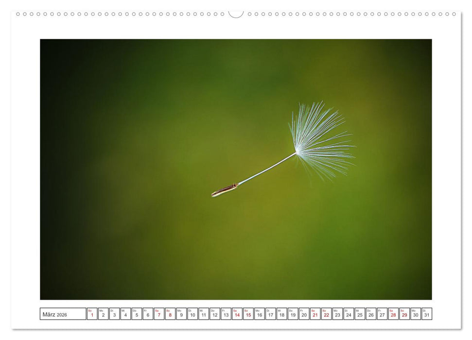 Zauberhafte Pusteblumen (CALVENDO Premium Wandkalender 2026)