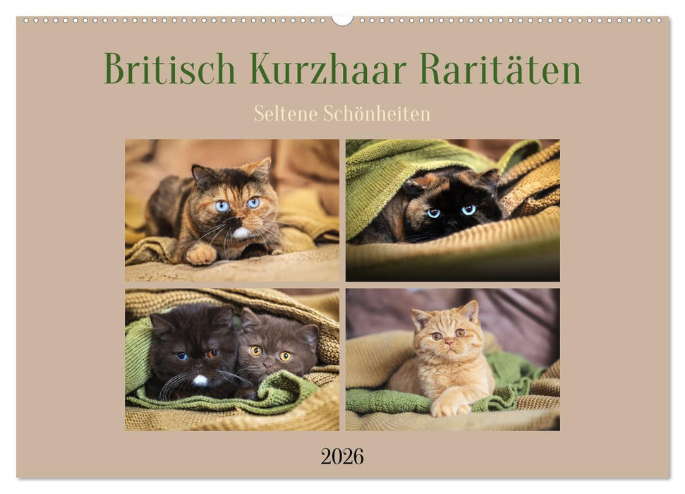 Britisch Kurzhaar Raritäten - seltene Schönheiten (CALVENDO Wandkalender 2026)