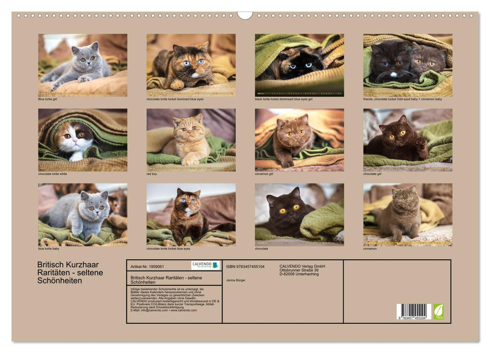 Britisch Kurzhaar Raritäten - seltene Schönheiten (CALVENDO Wandkalender 2026)