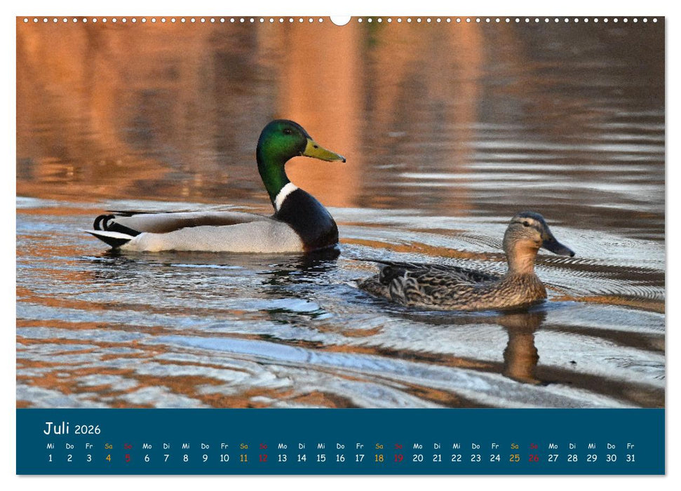 Naturschutzgebiet Wümme (CALVENDO Premium Wandkalender 2026)