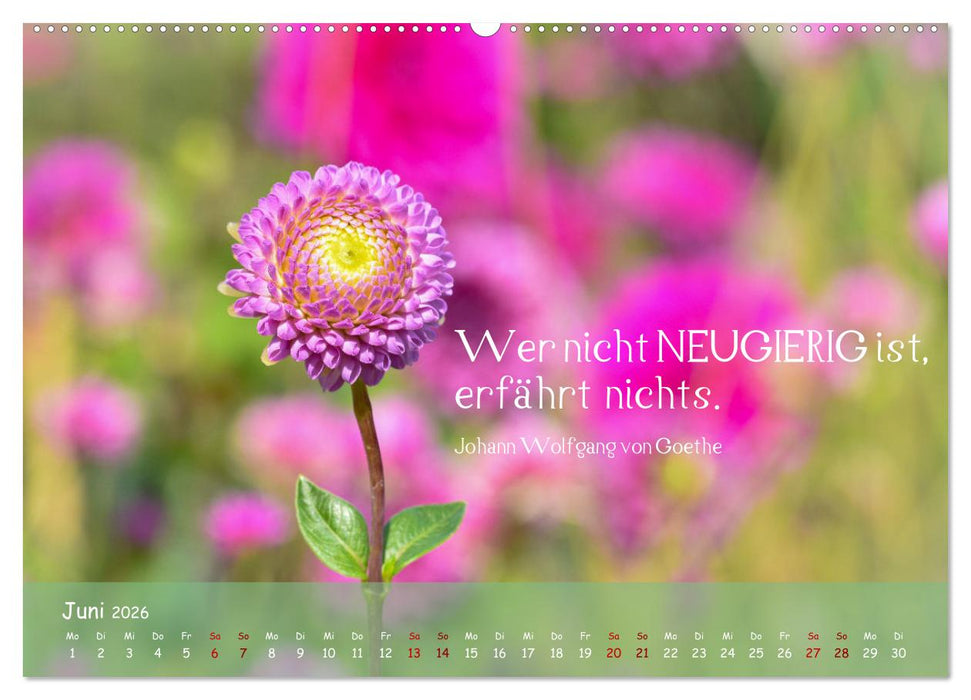 Blütenweisheiten (CALVENDO Premium Wandkalender 2026)