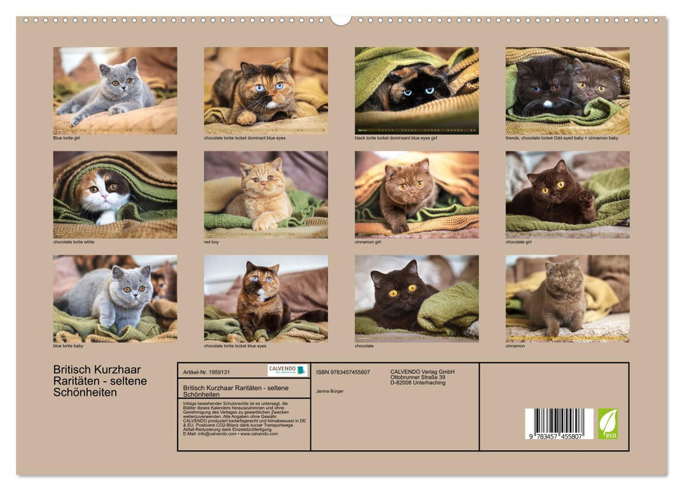 Britisch Kurzhaar Raritäten - seltene Schönheiten (CALVENDO Premium Wandkalender 2026)