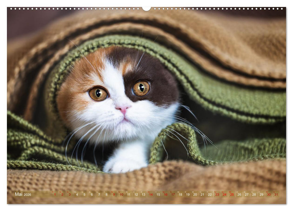 Britisch Kurzhaar Raritäten - seltene Schönheiten (CALVENDO Premium Wandkalender 2026)