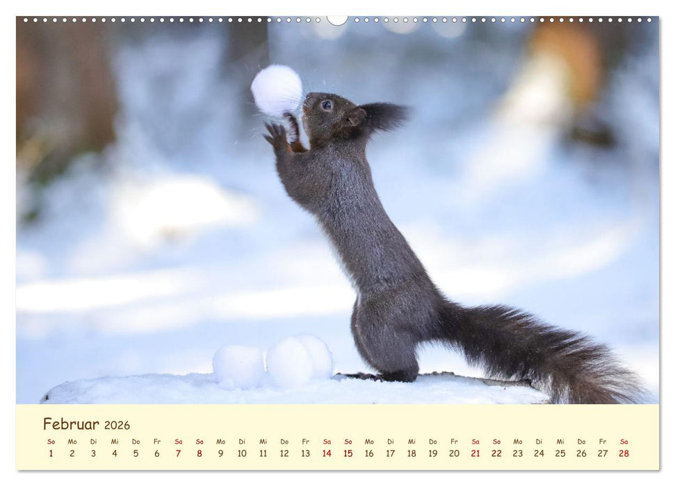 Eichhörnchen - zauberhaft verspielt (CALVENDO Premium Wandkalender 2026)