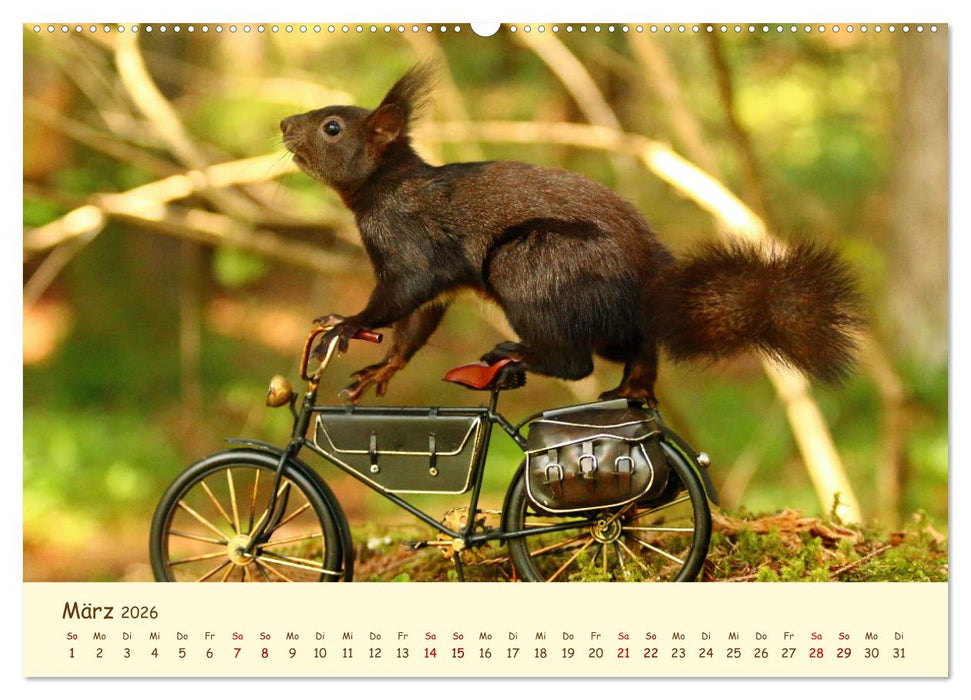 Eichhörnchen - zauberhaft verspielt (CALVENDO Premium Wandkalender 2026)