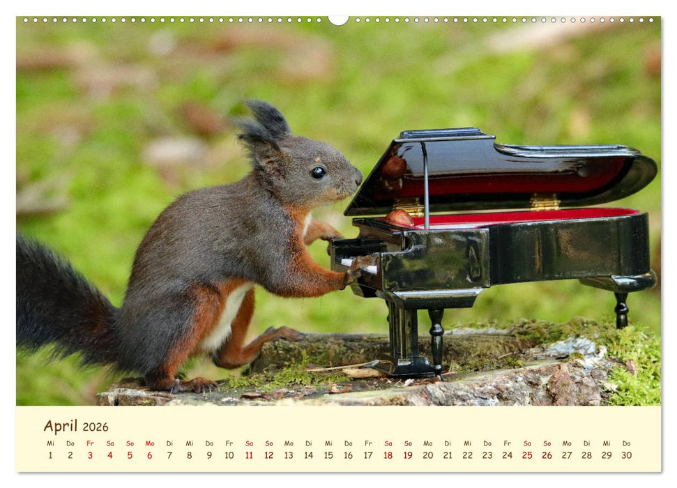 Eichhörnchen - zauberhaft verspielt (CALVENDO Premium Wandkalender 2026)