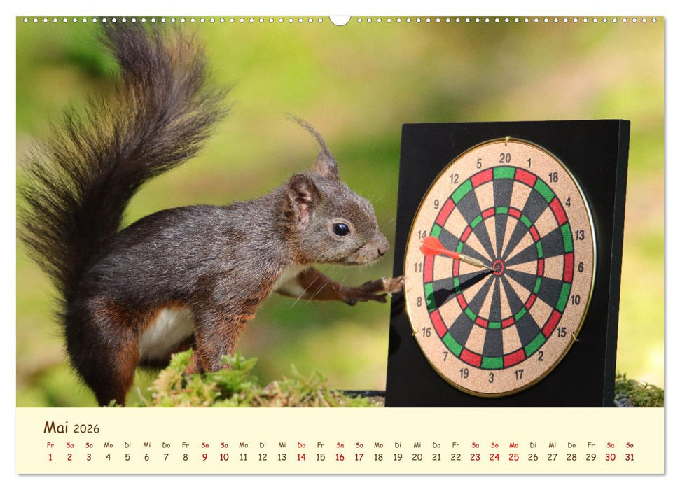 Eichhörnchen - zauberhaft verspielt (CALVENDO Premium Wandkalender 2026)