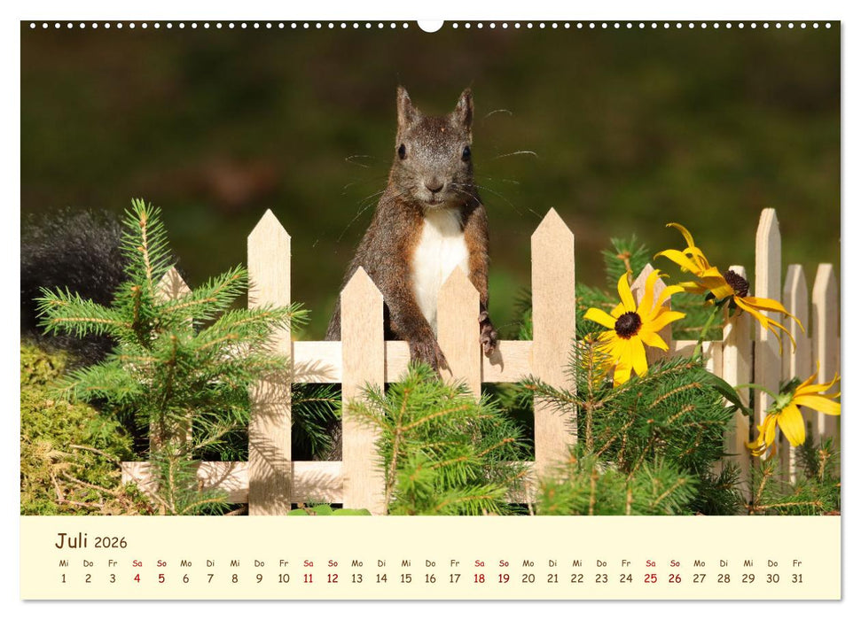 Eichhörnchen - zauberhaft verspielt (CALVENDO Premium Wandkalender 2026)