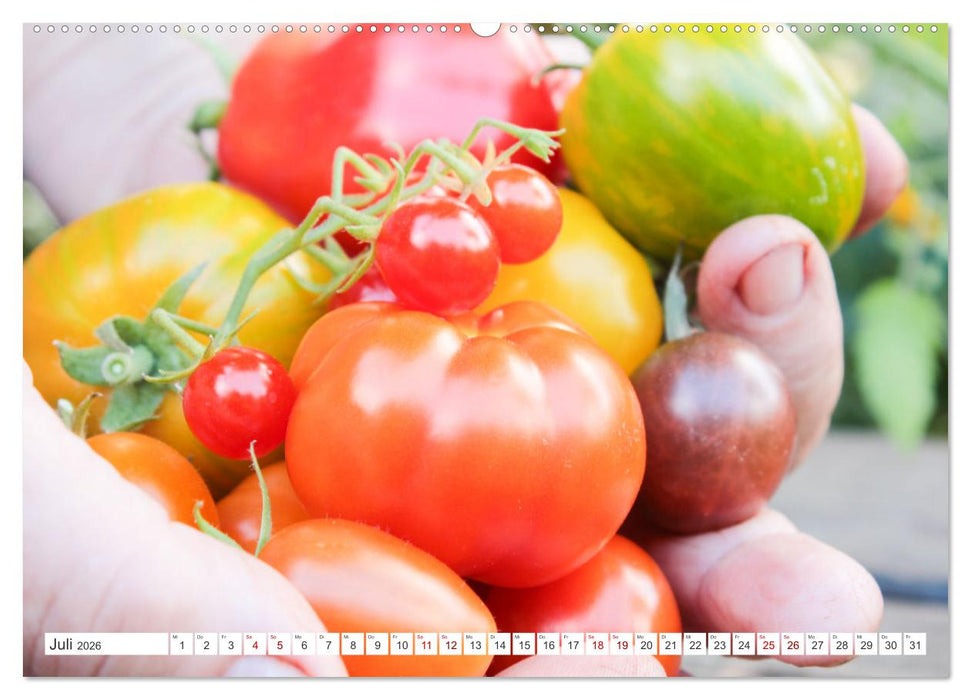 Alte Historische Tomaten (CALVENDO Premium Wandkalender 2026)