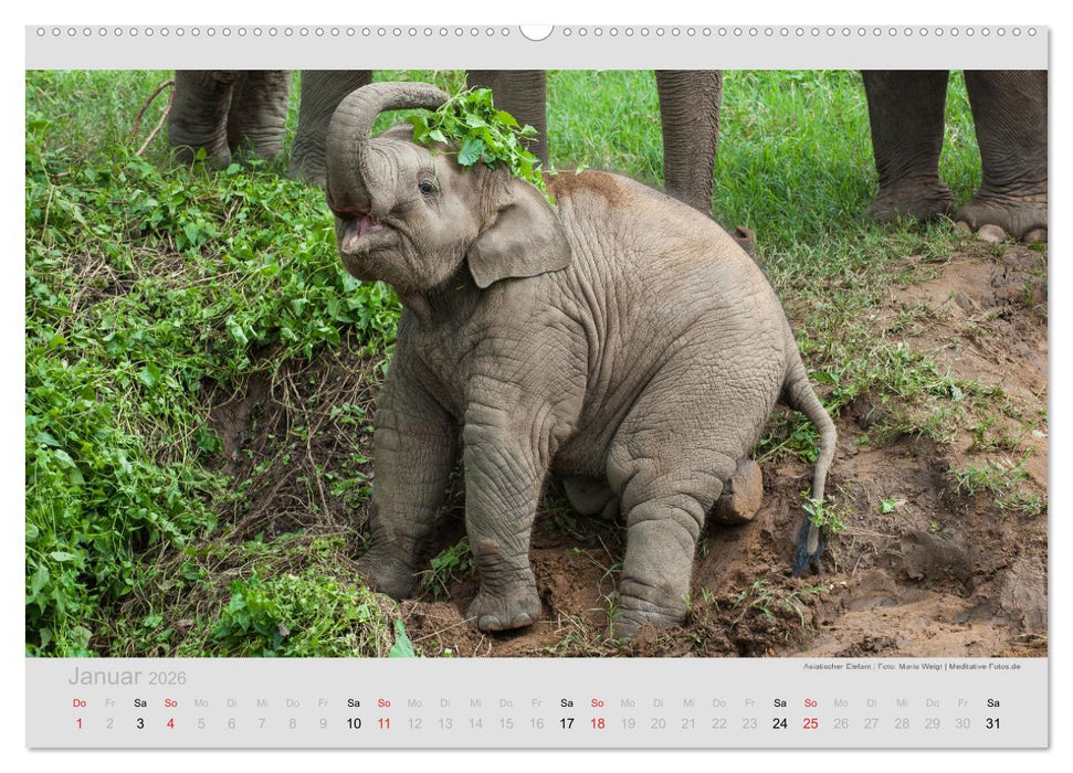 ELEFANTEN - Rüsselträger der Herzen (CALVENDO Premium Wandkalender 2026)