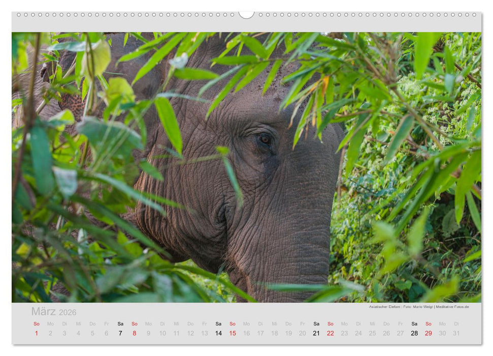 ELEFANTEN - Rüsselträger der Herzen (CALVENDO Premium Wandkalender 2026)
