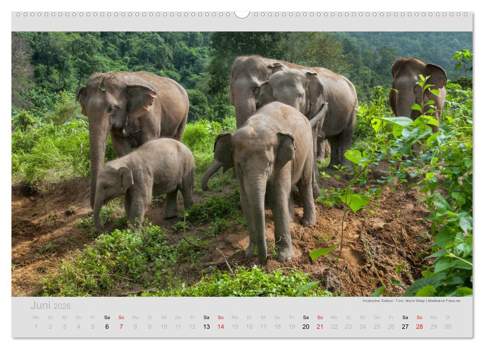 ELEFANTEN - Rüsselträger der Herzen (CALVENDO Premium Wandkalender 2026)