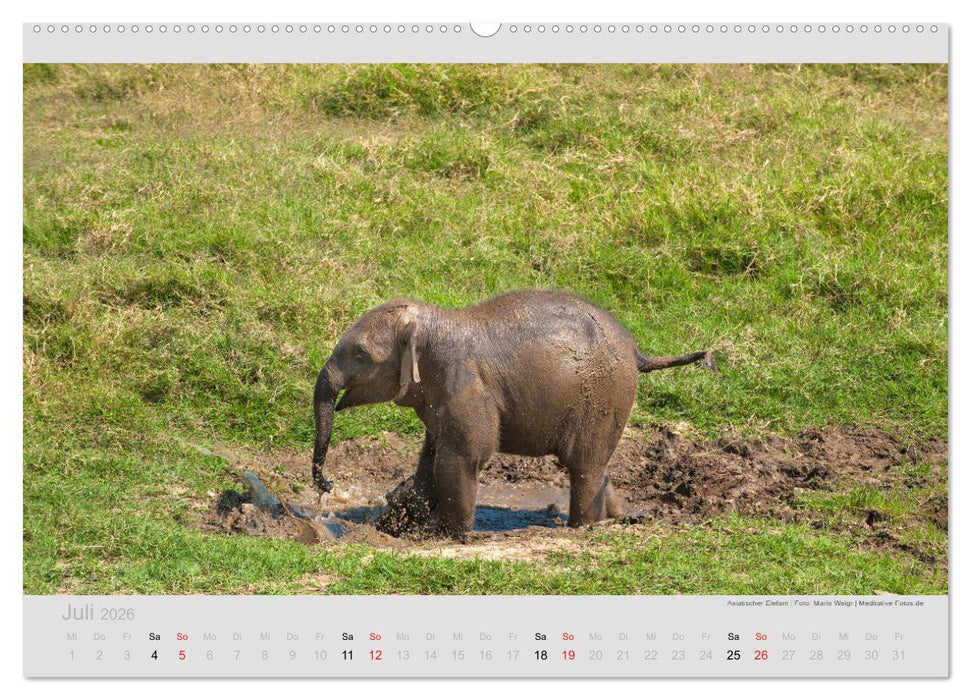 ELEFANTEN - Rüsselträger der Herzen (CALVENDO Premium Wandkalender 2026)