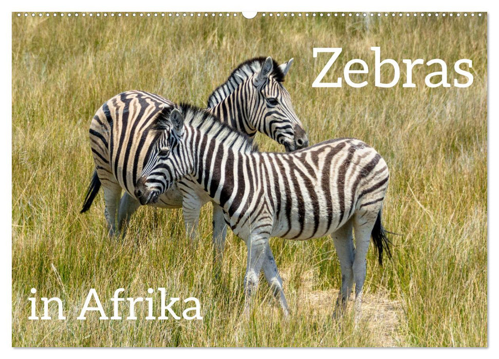 Zebras in Afrika (CALVENDO Wandkalender 2026)