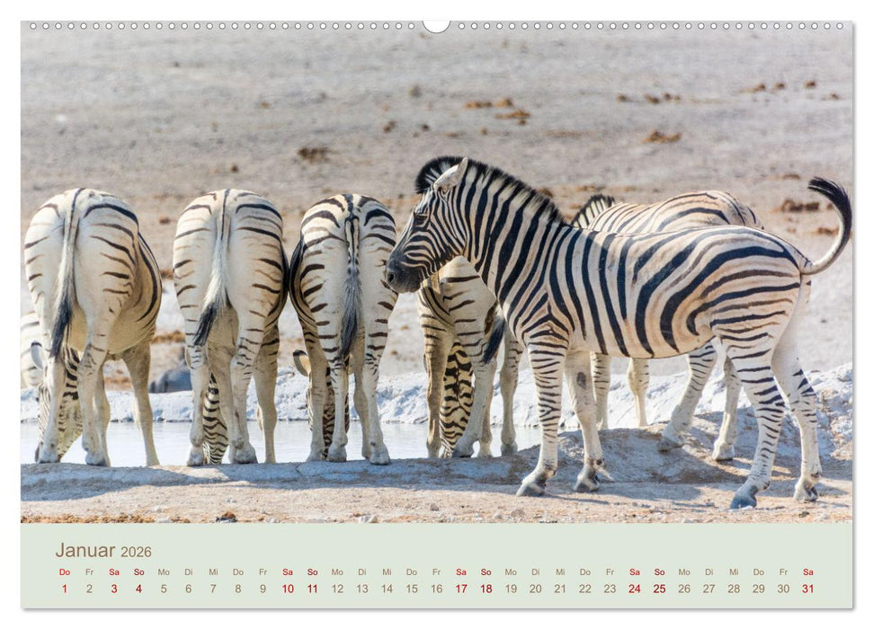 Zebras in Afrika (CALVENDO Wandkalender 2026)