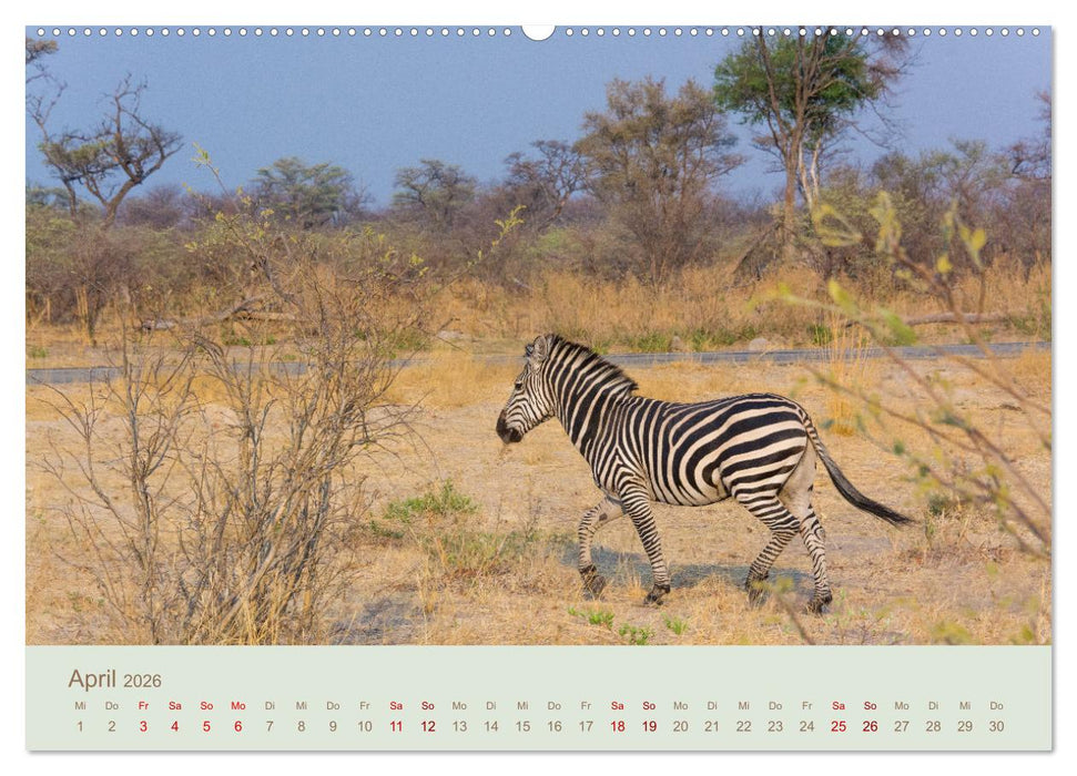 Zebras in Afrika (CALVENDO Wandkalender 2026)