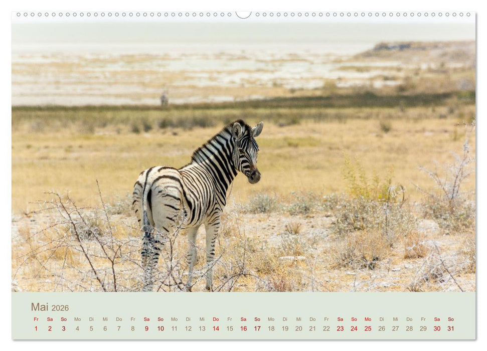 Zebras in Afrika (CALVENDO Wandkalender 2026)