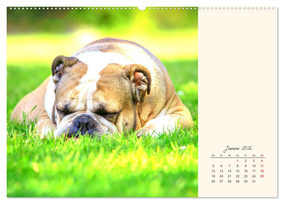 Dicke Freunde. Englische Bulldoggen (CALVENDO Premium Wandkalender 2026)