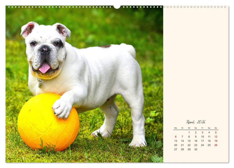 Dicke Freunde. Englische Bulldoggen (CALVENDO Premium Wandkalender 2026)