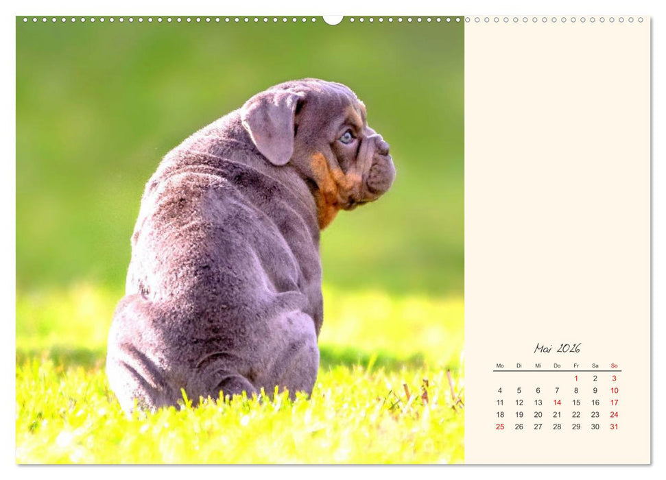 Dicke Freunde. Englische Bulldoggen (CALVENDO Premium Wandkalender 2026)