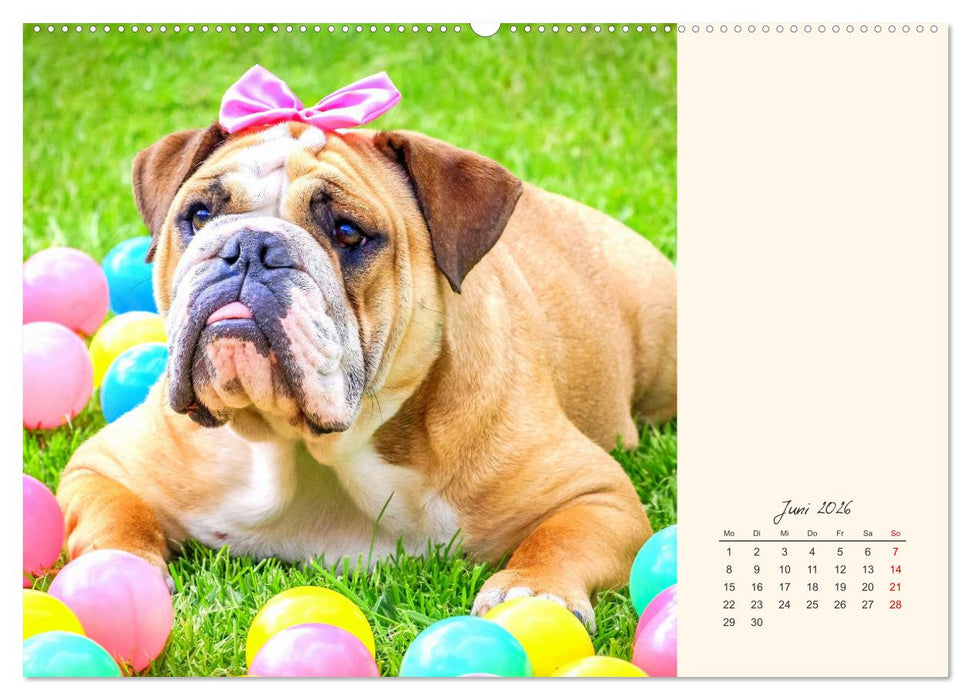 Dicke Freunde. Englische Bulldoggen (CALVENDO Premium Wandkalender 2026)
