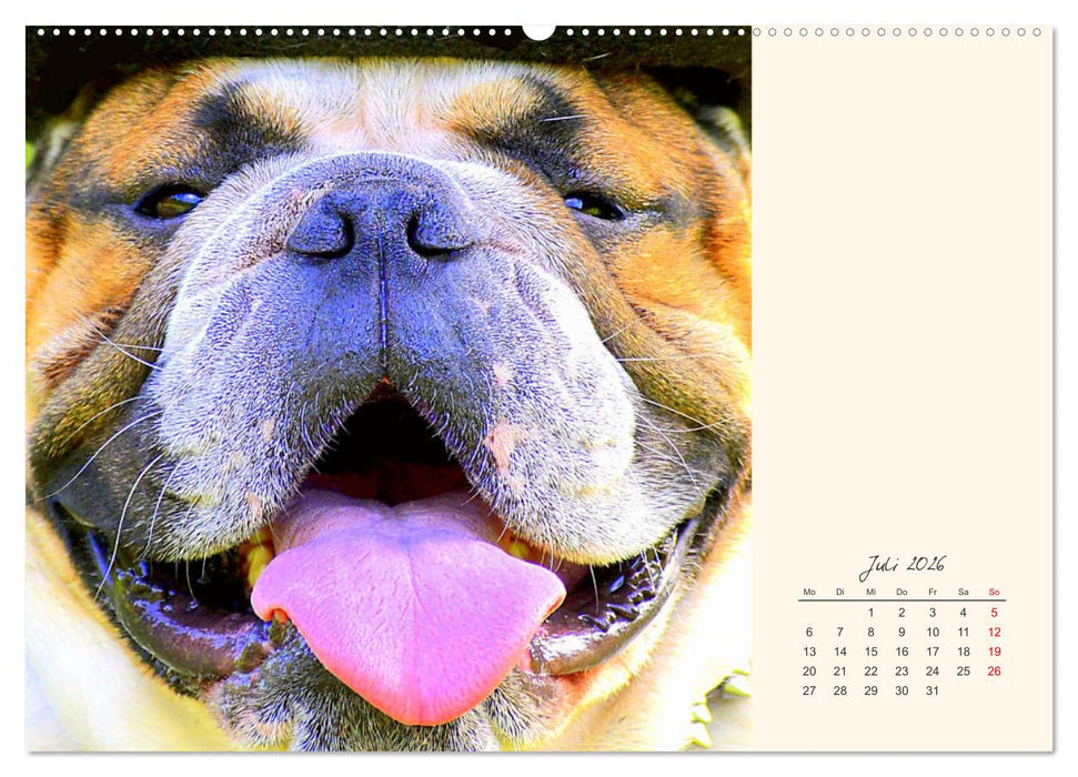 Dicke Freunde. Englische Bulldoggen (CALVENDO Premium Wandkalender 2026)